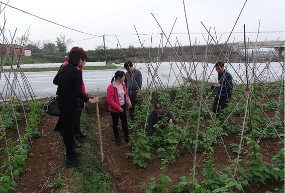 中国农业科学院作物研究所宗绪晓研究员来广西调研,考察食用豆试验