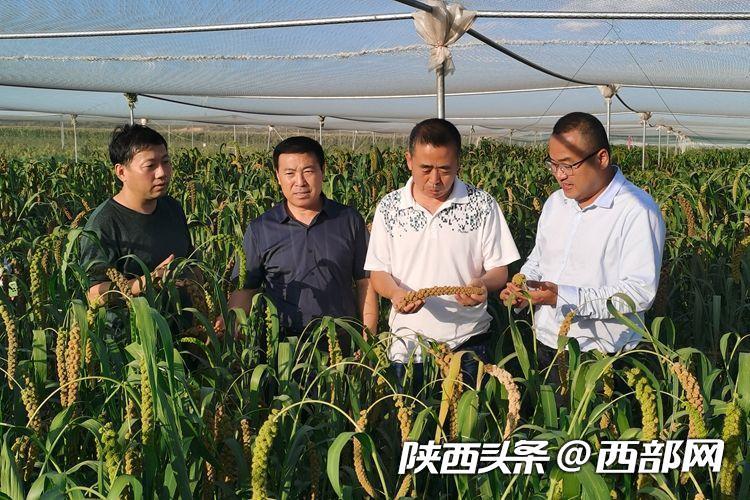 秦丰种业谷子试验示范基地在延安榆林挂牌 加速陕北小杂粮产业发展