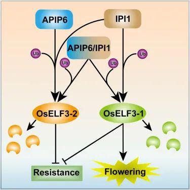 dev cell 背靠背 四川农业大学 中国农科院同时揭示泛素连接酶调控水稻抗病与开花的新机制